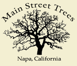 MainStreetTrees
