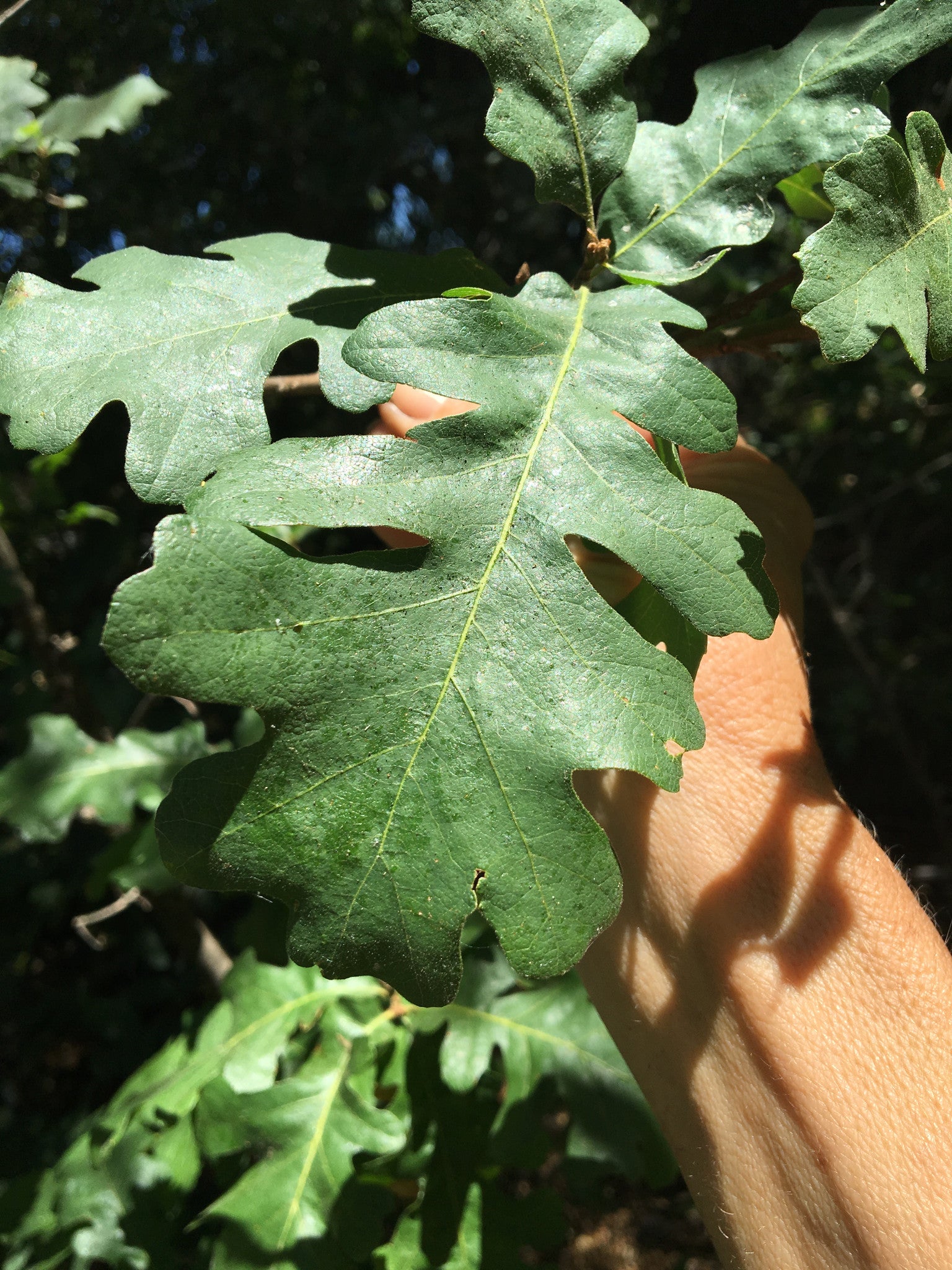 Burr Oak